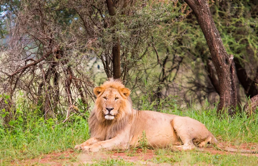 ruaha national park2