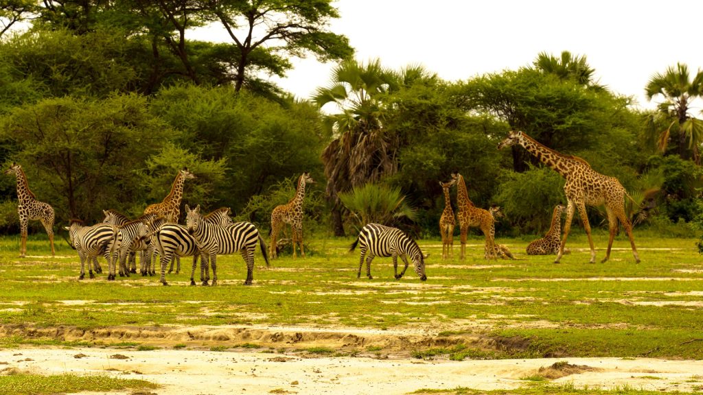 Tarangire national Park1
