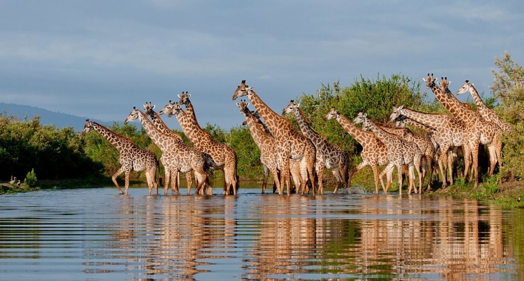 sand rivers selous wildlife giraffe river reflections